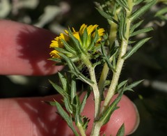 Centromadia pungens laevis