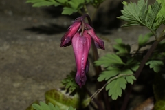 Dicentra eximia