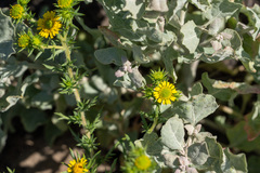 Centromadia pungens laevis