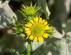 Centromadia pungens laevis