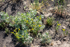 Centromadia pungens laevis