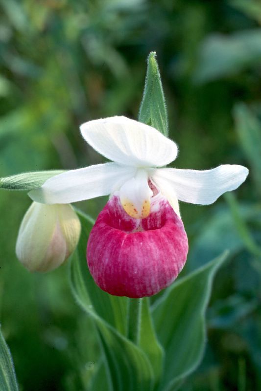 Pink Lady's Slipper orchids | Mike Powell