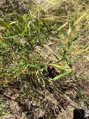 Hypericum cistifolium