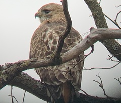 Buteo jamaicensis