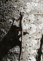 Anolis opalinus