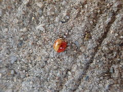 Harmonia axyridis