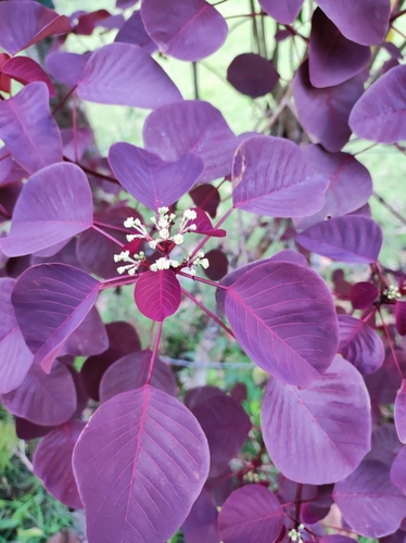 Mexican shrubby spurge