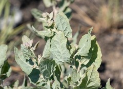 Atriplex argentea