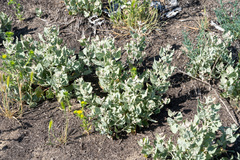 Atriplex argentea