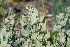Atriplex argentea