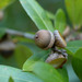 Quercus hemisphaerica - Photo (c) Bruce Kirchoff, μερικά δικαιώματα διατηρούνται (CC BY)
