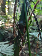Dioscorea polygonoides
