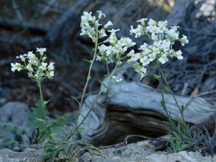 Draba ramosissima