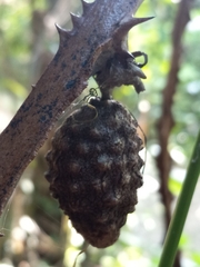 Dioscorea polygonoides