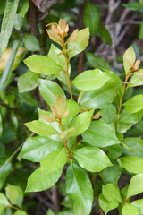 Lyonia ferruginea