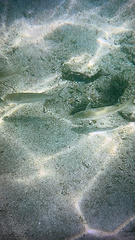 Decapterus macarellus