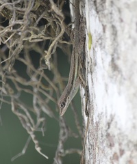 Anolis opalinus