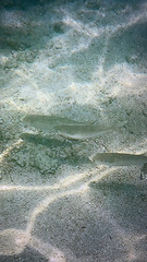 Decapterus macarellus