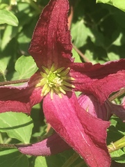 Clematis viticella