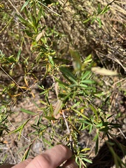 Hypericum cistifolium