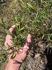 Hypericum cistifolium
