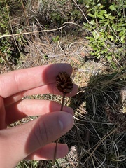 Xyris caroliniana