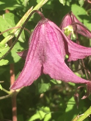 Clematis viticella