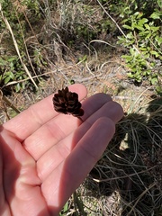 Xyris caroliniana