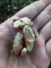 Dioscorea polygonoides