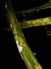 Passiflora intricata