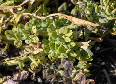 Lepidium latipes