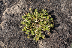 Lepidium latipes