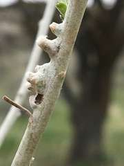 Rhopalomyia chrysothamni