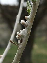 Rhopalomyia chrysothamni
