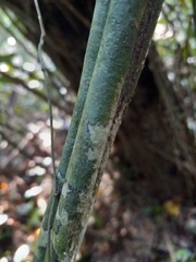 Passiflora intricata