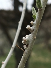 Rhopalomyia chrysothamni