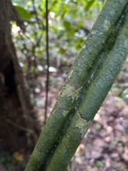 Passiflora intricata