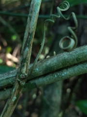 Passiflora intricata