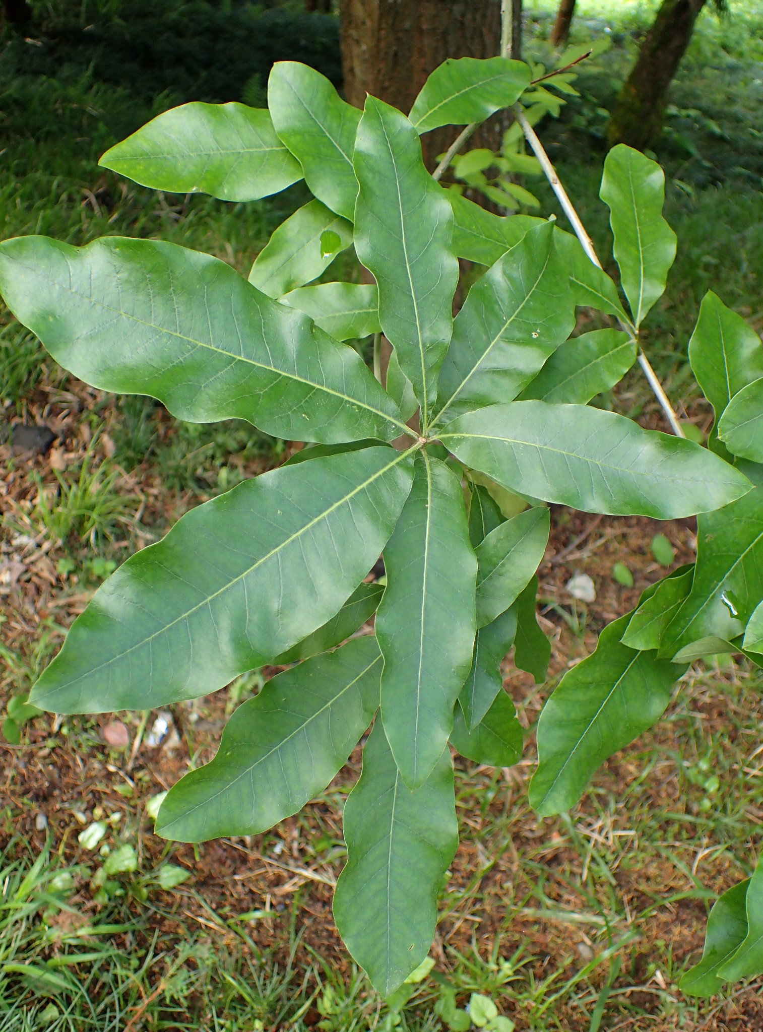 Quercus imbricaria