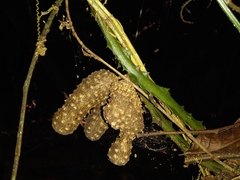 Dioscorea polygonoides