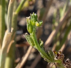 Plagiobothrys leptocladus