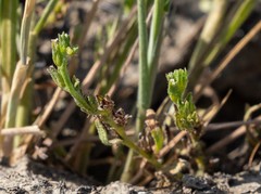 Plagiobothrys leptocladus