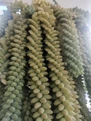 Sedum burrito