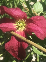 Clematis viticella