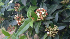 Tracheophyta