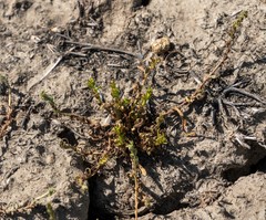 Plagiobothrys leptocladus