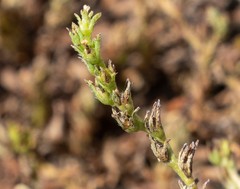 Plagiobothrys leptocladus