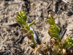Plagiobothrys leptocladus