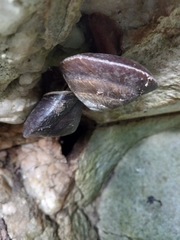 Caracolus excellens