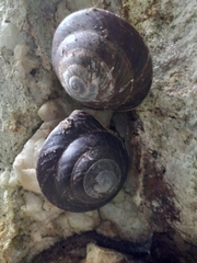 Caracolus excellens